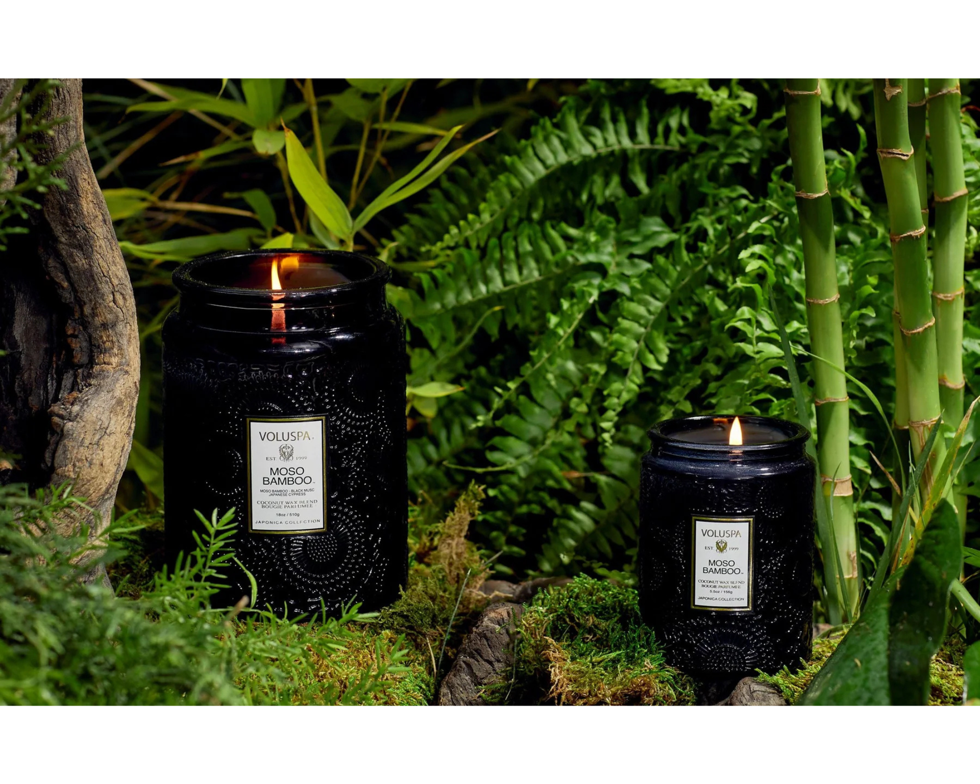 Our Candle of the Month: Moso Bamboo – A Fresh, Earthy Scent to Transform Your Space
